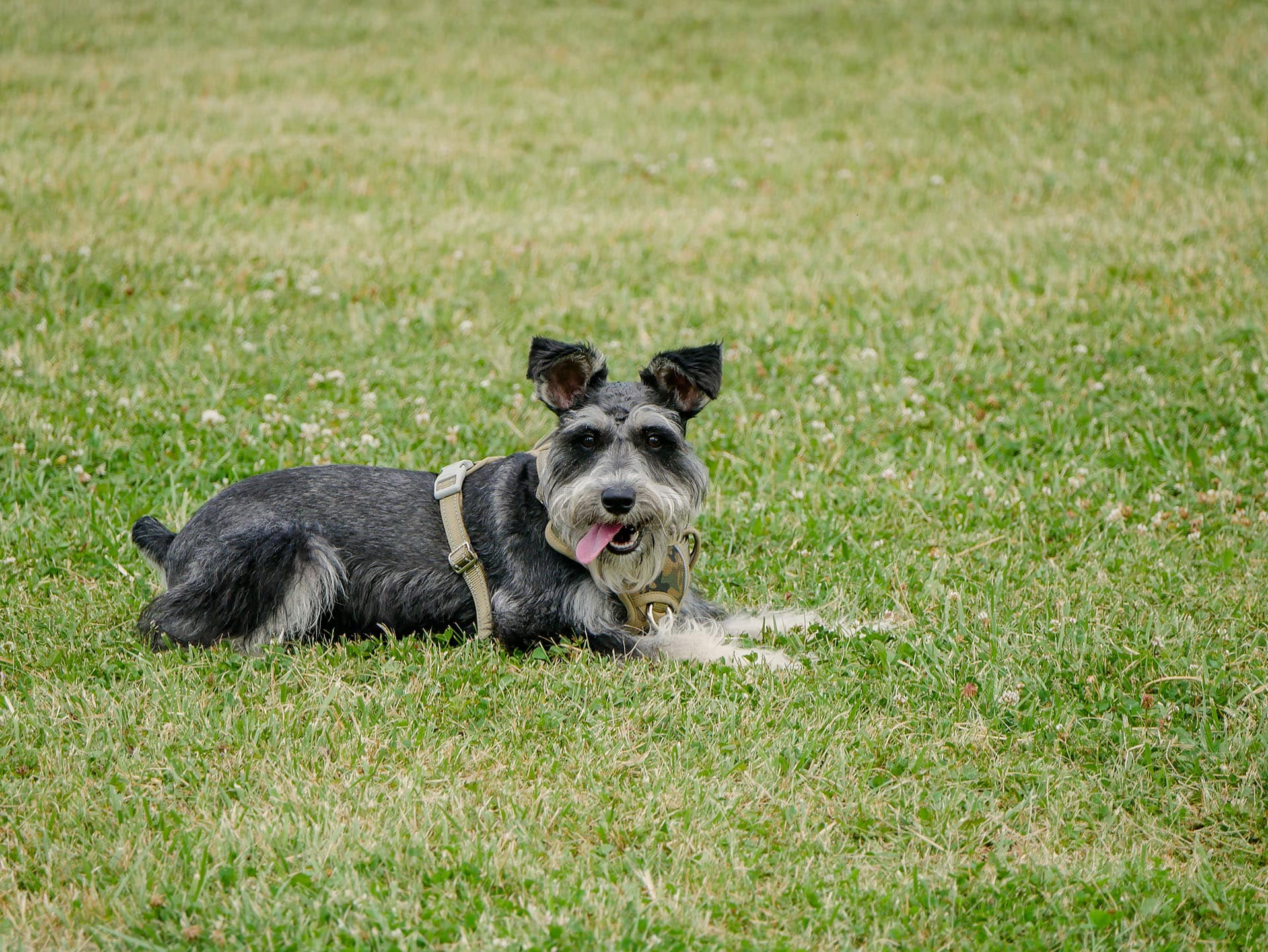 A schnauzer laying in the grass at the Princeton Dog Park.